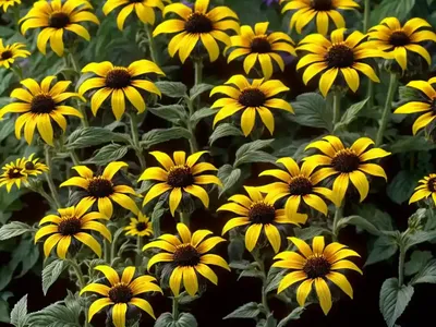 Rudbeckia Hirta (Black-Eyed Susan)