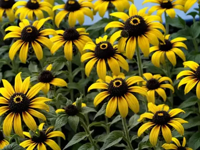Rudbeckia Hirta ‘Irish Eyes’ (Black-Eyed Susan)