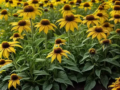 Rudbeckia Missouriensis (Missouri Coneflower)