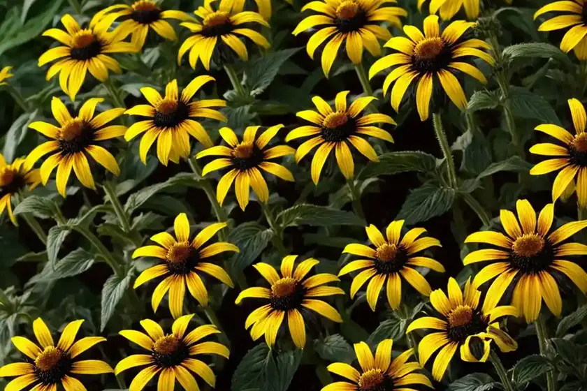Rudbeckia triloba ‘blackjack gold’ (brown-eyed susan) — photo 3