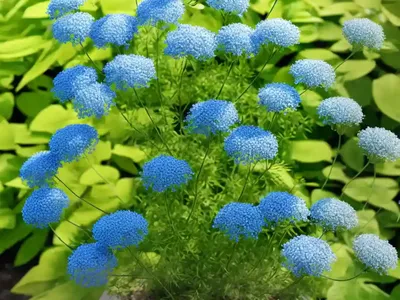 Rue (Ruta Graveolens)