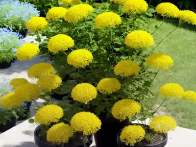 Rue (Ruta Graveolens)