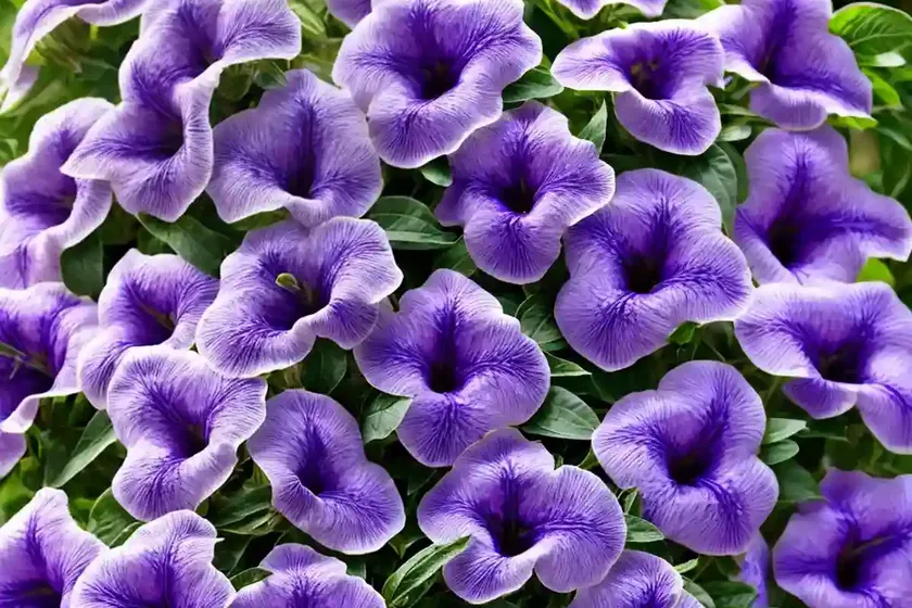 Ruellia brittoniana (mexican petunia) — photo 2
