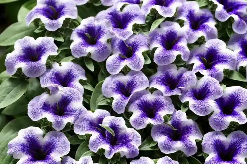 Ruellia brittoniana (mexican petunia) — photo 3
