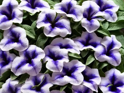 Ruellia Brittoniana (Mexican Petunia)