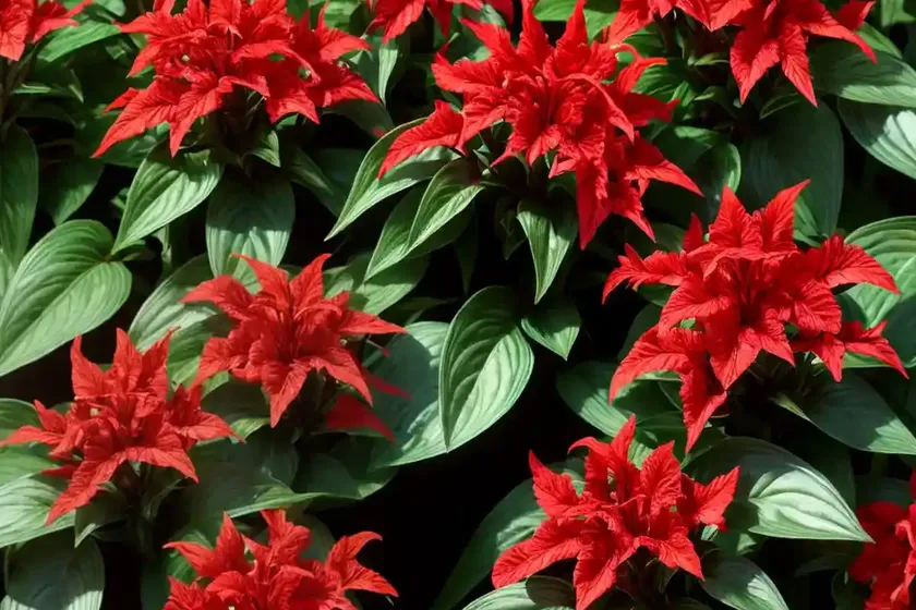 Ruellia elegans (red ruellia) — photo 2