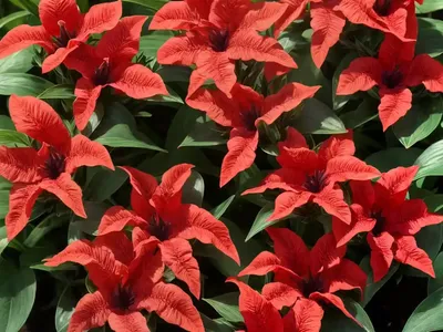 Ruellia Elegans (Red Ruellia)
