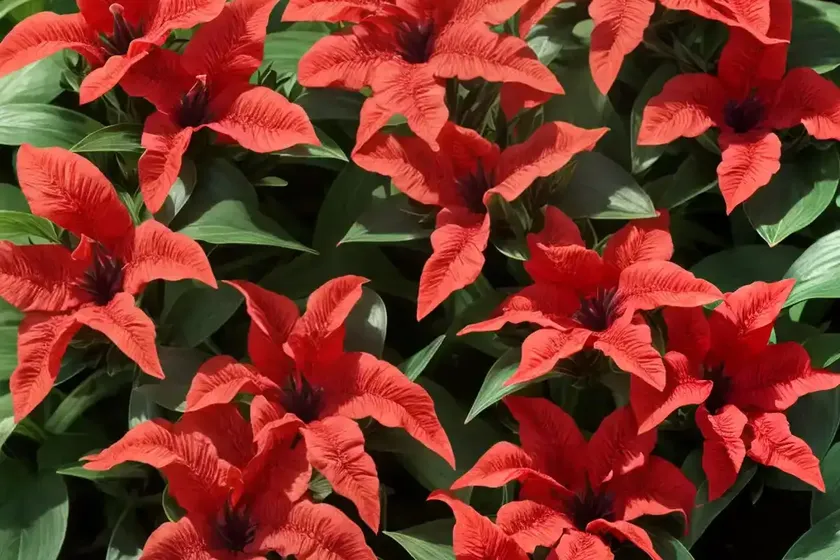 Ruellia elegans (red ruellia)