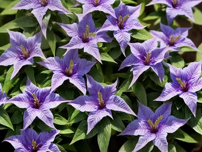 Ruellia (Ruellia Squarrosa)