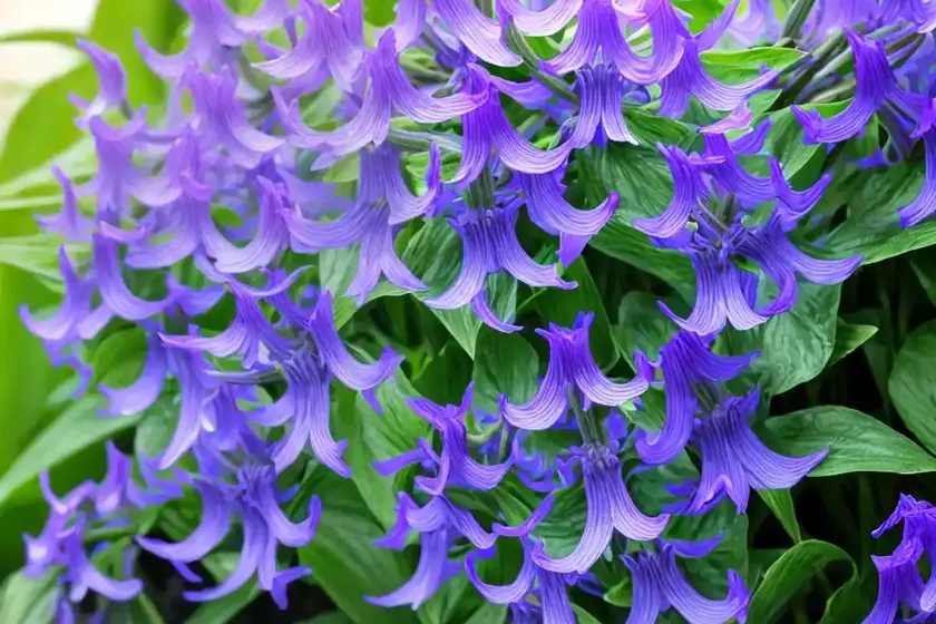 Ruellia squarrosa (water bluebell) — photo 2