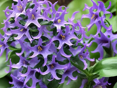 Ruellia Squarrosa (Water Bluebell)
