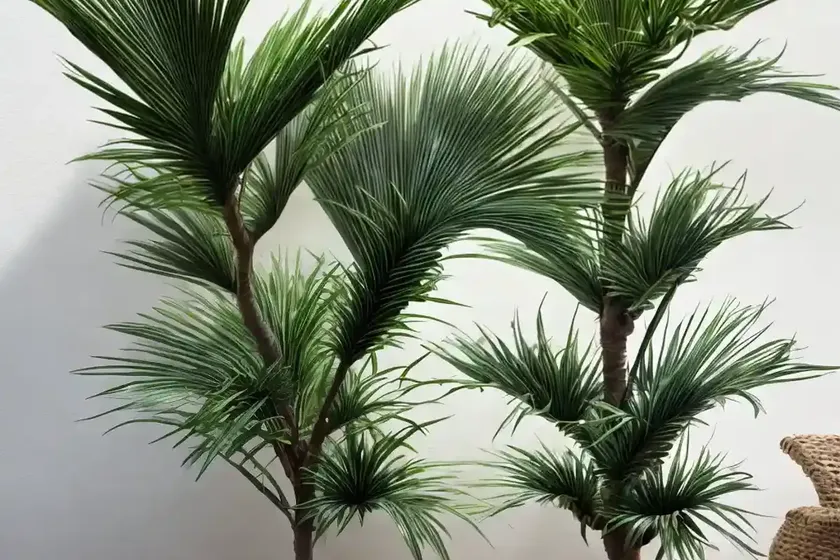 Ruffled fan palm (licuala grandis) — photo 3