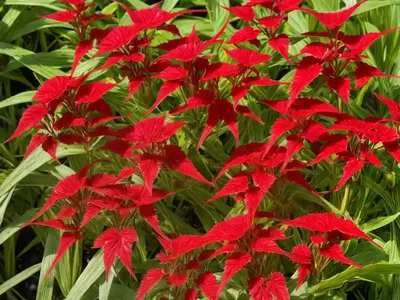 Rumex Intermedius (Rumex Intermedius)