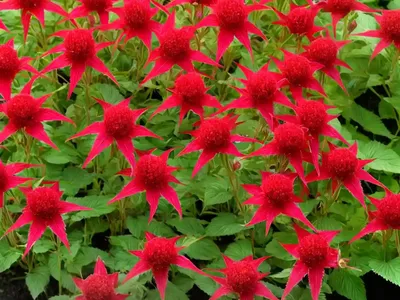 Rumex Roseus (Rumex Roseus)