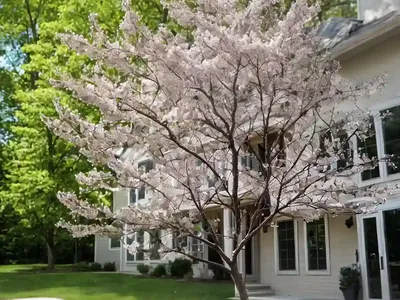 Running Serviceberry (Amelanchier Stolonifera)