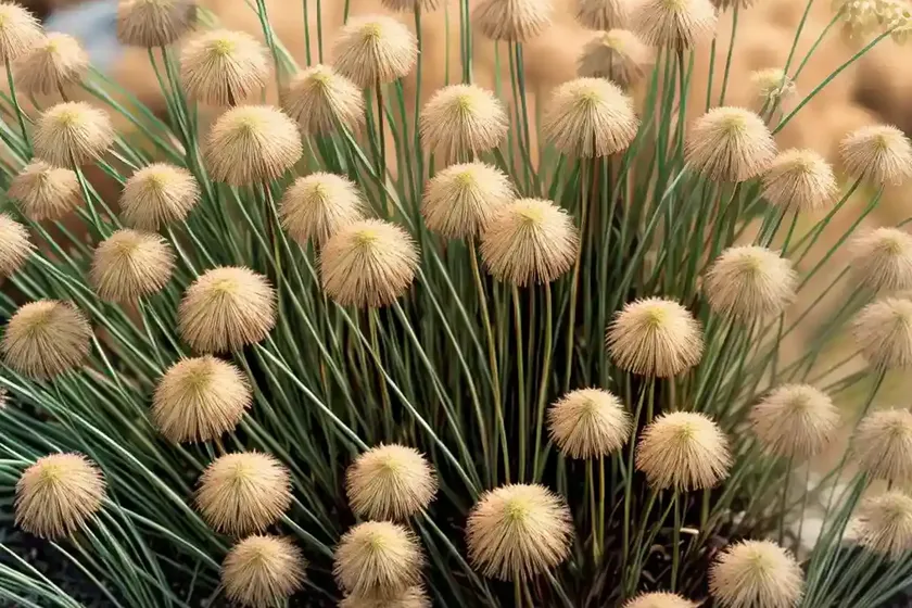 Rush (juncus inflexus) — photo 2