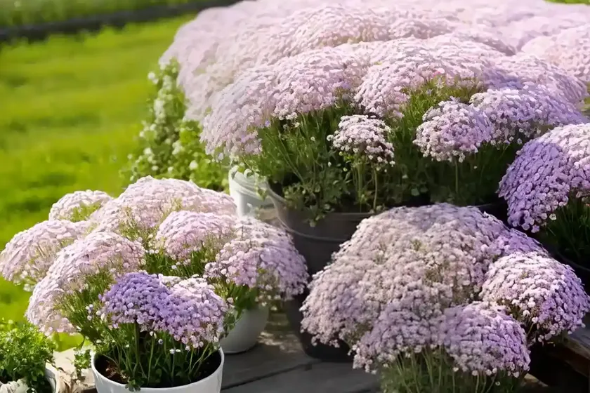 Russian vine (gypsophila muralis) — photo 3