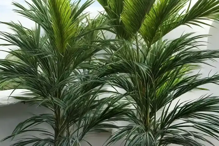 Sabal minor (dwarf palmetto) — photo 3