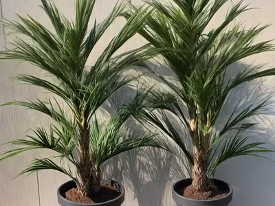 Sabal Minor (Dwarf Palmetto)