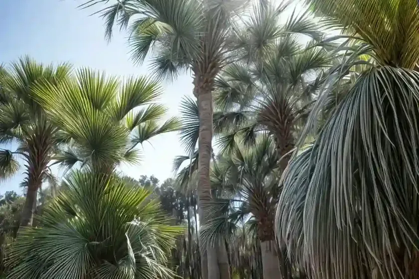 Sabal palmetto (cabbage palm) — photo 2