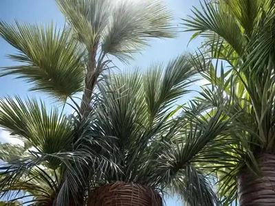 Sabal Palmetto (Cabbage Palm)