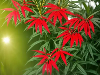 Sacred Bamboo (Nandina Domestica)