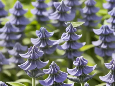 Sage ‘eveline’ (Salvia ‘eveline’)
