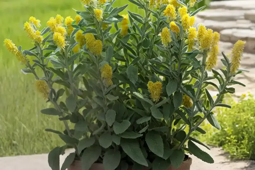 Sage-leaf mullein (phlomis tuberosa) — photo 3