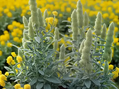 Sage-leaf Mullein (Phlomis Tuberosa)