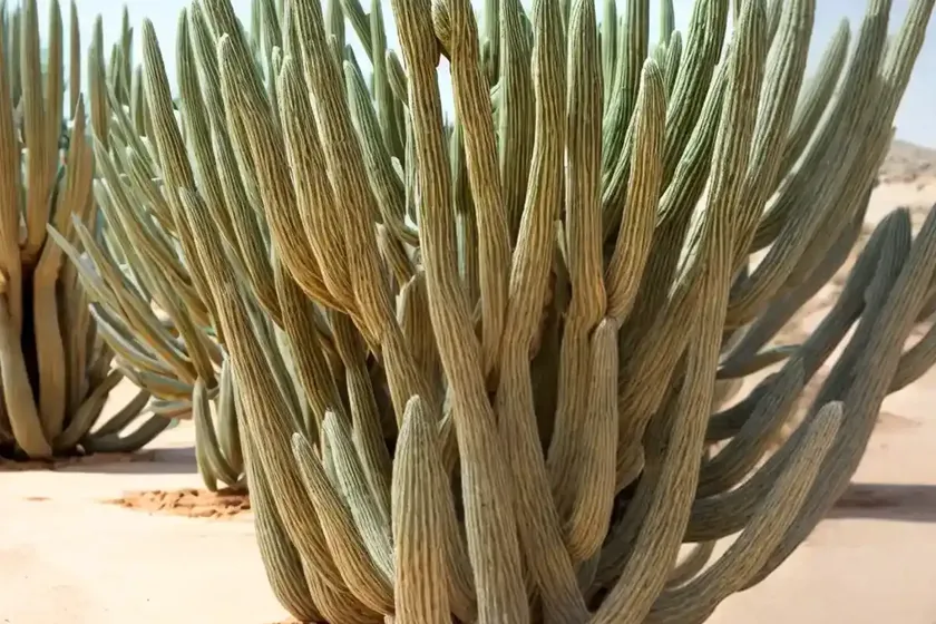 Sage-of-the-desert (carnegiea gigantea) — photo 3