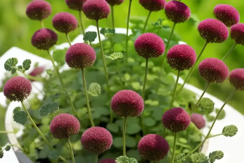 Salad burnet (poterium sanguisorba) — photo 3