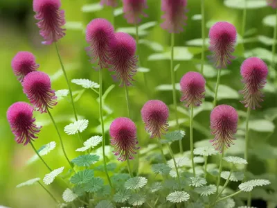 Salad Burnet (Poterium Sanguisorba)