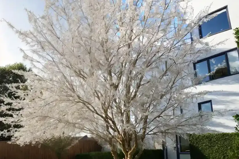 Salix alba ‘tristis’ (white willow) — photo 2