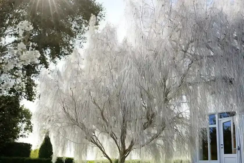 Salix alba ‘tristis’ (white willow) — photo 3