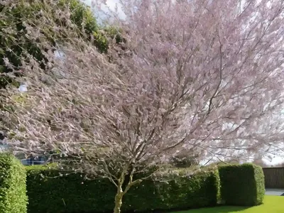 Salix Alba Var. Vitellina ‘Britzensis’ (Scarlet Willow)