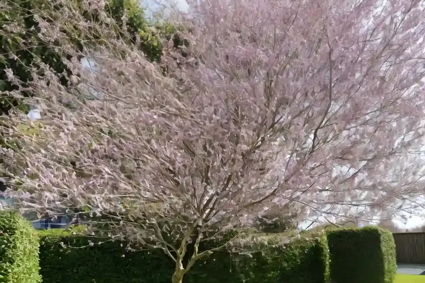 Salix alba var. vitellina ‘britzensis’ (scarlet willow)