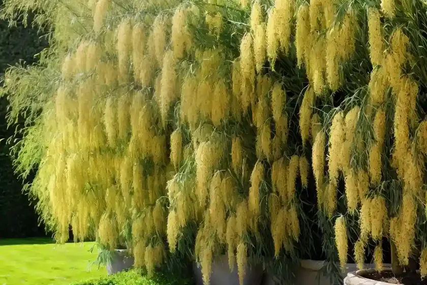 Salix alba var. vitellina ‘yelverton’ (golden willow) — photo 2