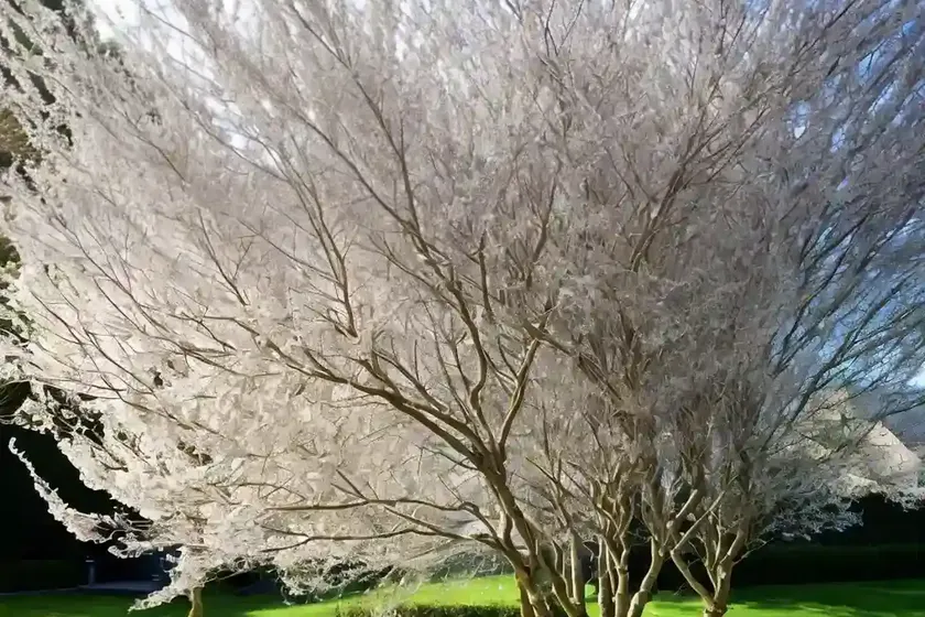 Salix alba var. vitellina ‘yelverton’ (golden willow) — photo 3