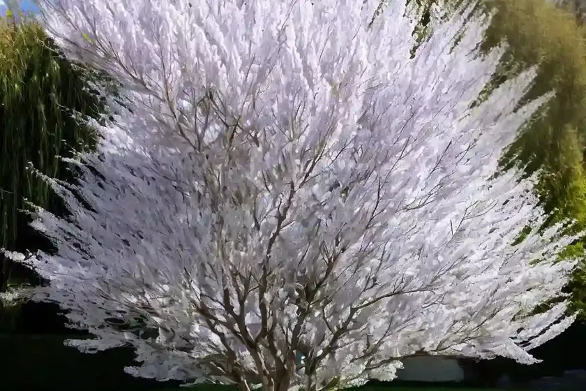 Salix discolor (pussy willow) — photo 2