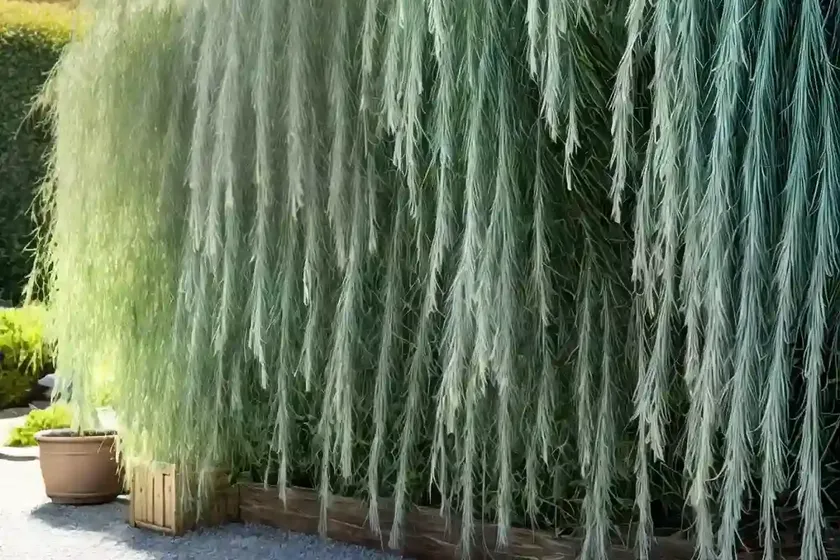 Salix integra ‘hakuro-nishiki’ (dappled willow) — photo 2