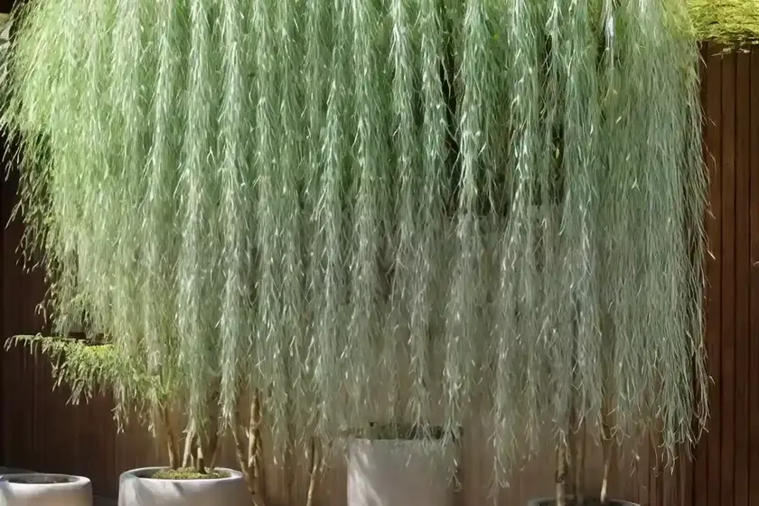 Salix integra ‘hakuro-nishiki’ (dappled willow) — photo 3