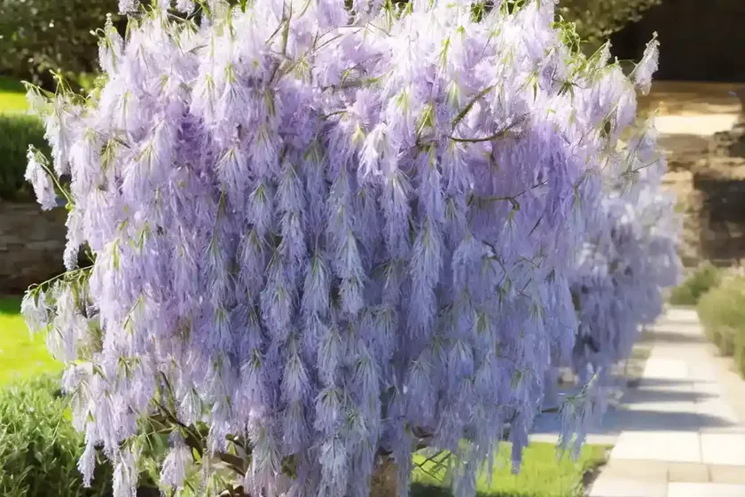 Salix lasiandra (shining willow) — photo 3