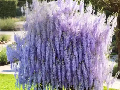 Salix Lasiandra (Shining Willow)