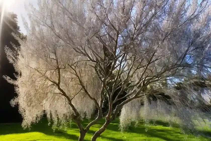 Salix lasiolepis (arroyo willow) — photo 3