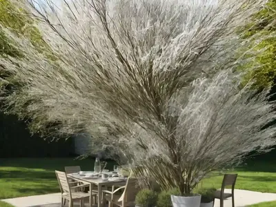 Salix Lasiolepis (Arroyo Willow)