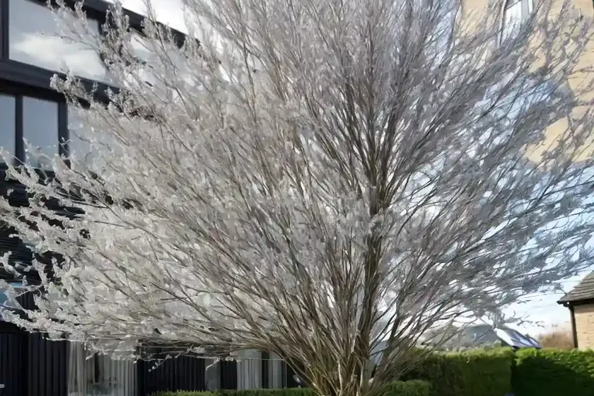 Salix nigra (black willow) — photo 2