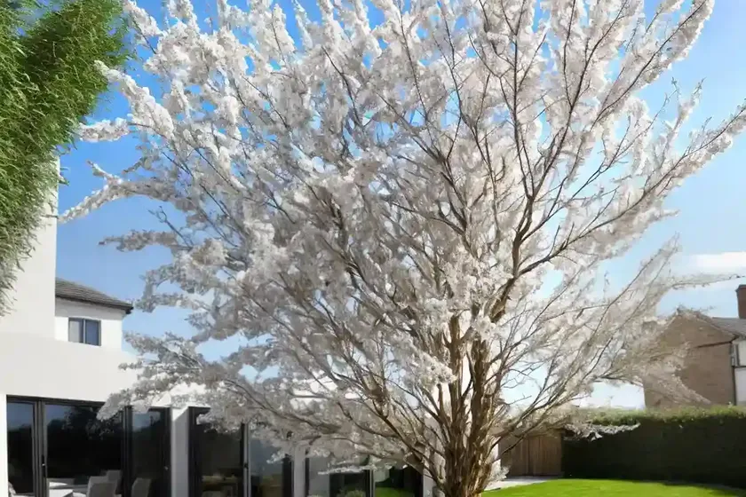 Salix nigra (black willow) — photo 3