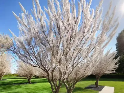 Salix Nigra (Black Willow)