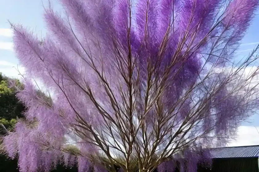 Salix purpurea (purple willow) — photo 3