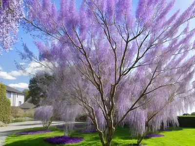 Salix Purpurea (Purple Willow)